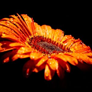 Limited Edition Print "Droplets"