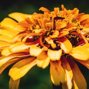 Limited Edition Print "Fiery Flower"