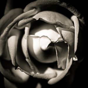 Limited Edition Print "Folded"