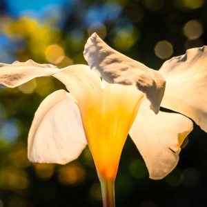 Limited Edition Print "Illuminated"