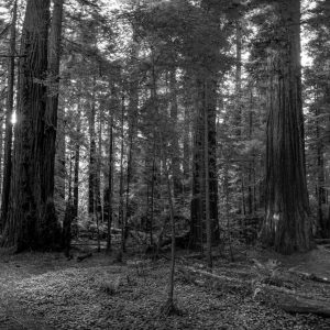 Limited Edition Print "In the Forest of the Giant Trees"