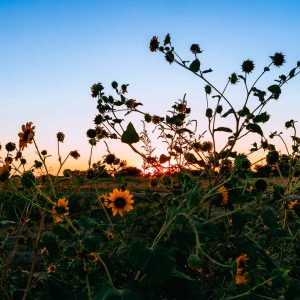 Limited Edition Print "In the Sunflower Field at Sunset"