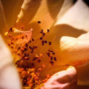 Limited Edition Print "Pollen Bearers"