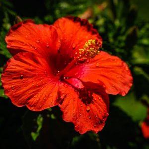 Limited Edition Print "Red Hibiscus"