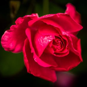 Limited Edition Print "Red Rose"