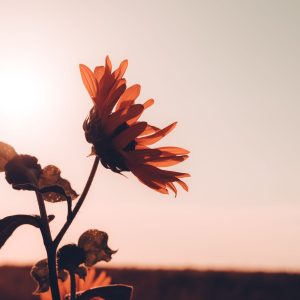 Limited Edition Print "Setting Sunflower"