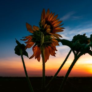 Limited Edition Print "Sunrise Sunflowers"