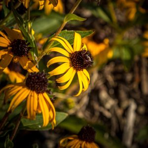 Limited Edition Print "Three Yellow Flowers"
