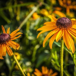 Limited Edition Print "Two Yellow Daisies"
