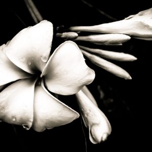 Limited Edition Print "White Flower and Droplets"