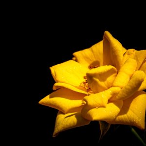 Limited Edition Print "Yellow Bloom"