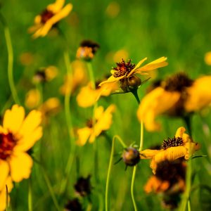 Limited Edition Print "Yellow Flowers"