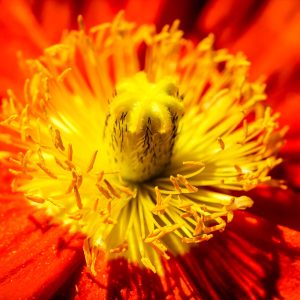 Limited Edition Print "Yellow Surrounded By Red"